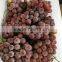 Chinese fresh fruits grape yunnan red grapes