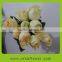 Cut Flower/Fresh Cut Flower/Rose/Rose Flower/Flower Rose for Wedding