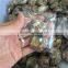 Natural Mini Ammonite Fossil Slices Crystal Stones Ornaments