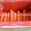 2016 new crop carrot