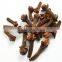 Cloves/Lavang Whole