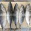 TOP Qualiyt 750g up Frozen Bonito Tuna for Market
