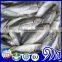 25cm+ CARAPAU Frozen Horse Mackerel