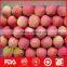 Chinese 2016 new crop fresh fuji apple with best price