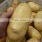 Fresh Potato