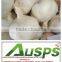 china fresh yellow holland potato