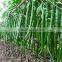 High Yield Long Pepper Seeds chinese vegetable seeds for growing-Xin Guan No.3