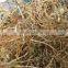 Gentian Root Extract from GMP Manufacturer