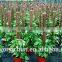 factory direct wholesale rolled up high quality natural eco-friendly PVC and bamboo Coco Bar coconut pole for plant