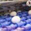 Poultry Farming Automatic Chicken Egg Grading Sorting Machine for Sale
