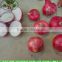 Professional Export Fresh Red/Yellow/White Onion To Malaysia/Sri lanka