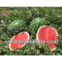 Chinese Crimson Sweet Hybrid Watermelon Seed