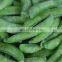 2020 BRC Certified Double Size Stringless IQF Frozen Sugar Snap Peas