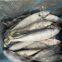 Mackerel, Pacific Mackerel, 100-200gles Chinois De La Mer Prix De Poisson Congel