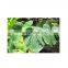 Sciyu Supply Kavalactones 30% 50% 70% Kava Kava Extract