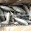 Frozen Indian mackerel Rastrelliger kanagurta Fish To Supply