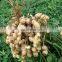 2021 hot sale factory supply peanut picker machine/peanut picking machine
