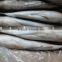 frozen grey mullet