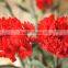 Professional company direct sell carnation flowers export Southeast Asia find importers