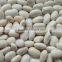 we are supplying Japanese white kidney beans with good quality FOR SALE