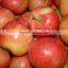 Chinese new crop Fresh gala apple with good price