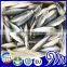 Fresh catch seafood of mackerel fresh and frozen mackerel saba exports