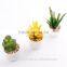 fake plant succulent plants with plot