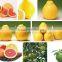 Fresh honey pomelo fruit