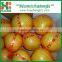 Fresh Honey Pomelo of 2016 New Crop
