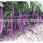 F1 Hybrid High yield long eggplant seeds for growing-HX-pretty