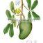 GMP Natural High Quality Graviola Fruit Extract Powder/Soursop Extract/Guanabana Extract