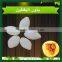 Organic High Quality Pumpkin Seeds, Certified