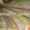Wind resistance UV proof artificial royal palm tree in high quality