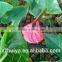 High quality reliable floral form for flower arrangments&wedding