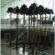 artificial huge decorative tree, artificial metal palm trees