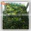 Green artificial garden plant wall