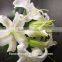 Good Quality Yellow Lily Flower Cut Fresh Lily from Kunming