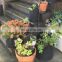 PE Tarpaulin Plant Grow Nursery Bags waterproof garden bags