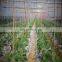 Agriculture Opaque White and Black Plastic Pe Mulch Film for Strawberry