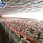 Hot-dip Galvanized H-frame Complete Auto Pullets Rearing Chicken Brood Cage System For Chicken Farm Building For Africa