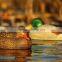 greenhead Gear Mallard Duck Decoys