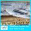 Frozen sardine fish for bait