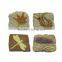 Fossil Photo Frame Dig Kit, 4 assorted, 12pcs per display.