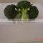 product specification for broccoli from China frozen type green cauliflower