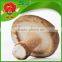 Bulk shiitake mushroom at top quality for export