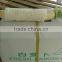 Fresh Chinese White Radish on Sale