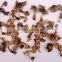 Dried paddy straw mushroom (Volvariella volvacea)