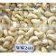 cashew NUT KERNELS WW240