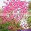 Tabebuia pentaphylla