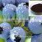 organic bilberry extract powder